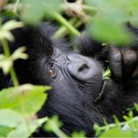 Beautiful gorilla in Rwanda |  <i>Ian Williams</i>