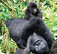 Mountain gorilla family in Rwanda |  <i>Gesine Cheung</i>