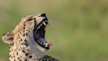 A relaxed cheetah in Kruger National Park