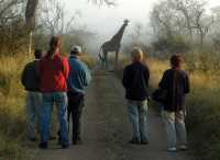 Early morning game viewing walk in Hlane National Park in Swaziland