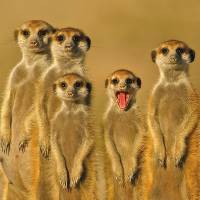 Meerkats of the Kalahari Desert in southern Africa