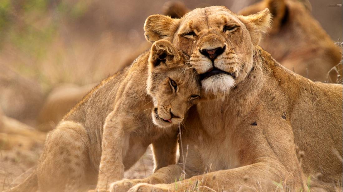 A lioness and her cub cuddling up close during a game viewing safari
