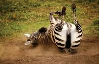 A zebra in the Ngorongoro crater in Tanzania |  <i>David Lazar</i>