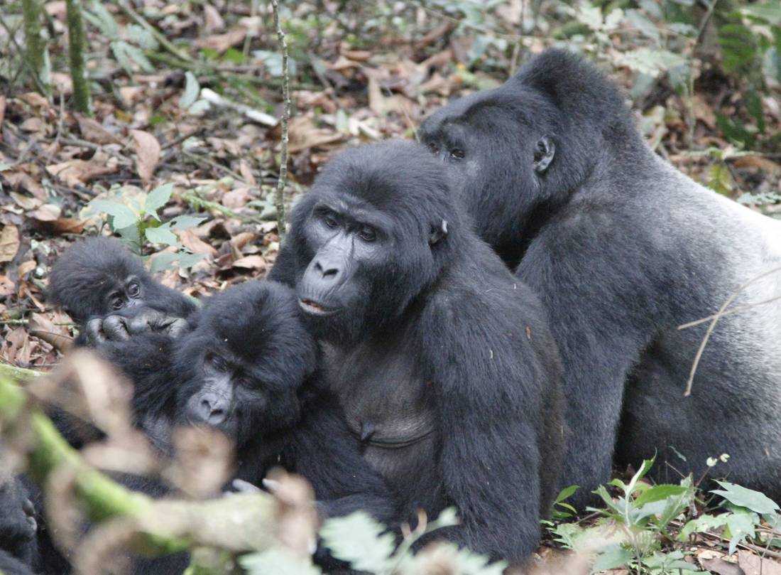 A family of gorilla's in Bwindi National Park |  <i>Ian Williams</i>
