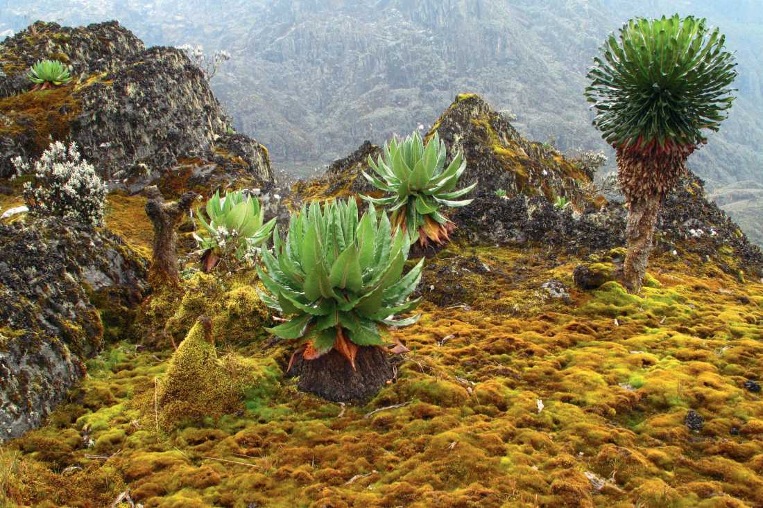 Trekking the stunning 'Mountains of the Moon' in Uganda