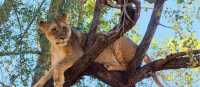 Tree climbing lion relaxing in Zimbabwe | Peter Walton