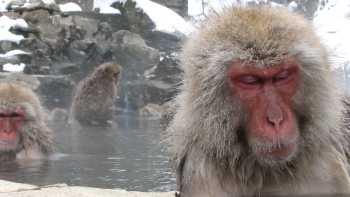 Snow monkeys taking a dip in northern Japan on our 'Snow Monkeys' trip