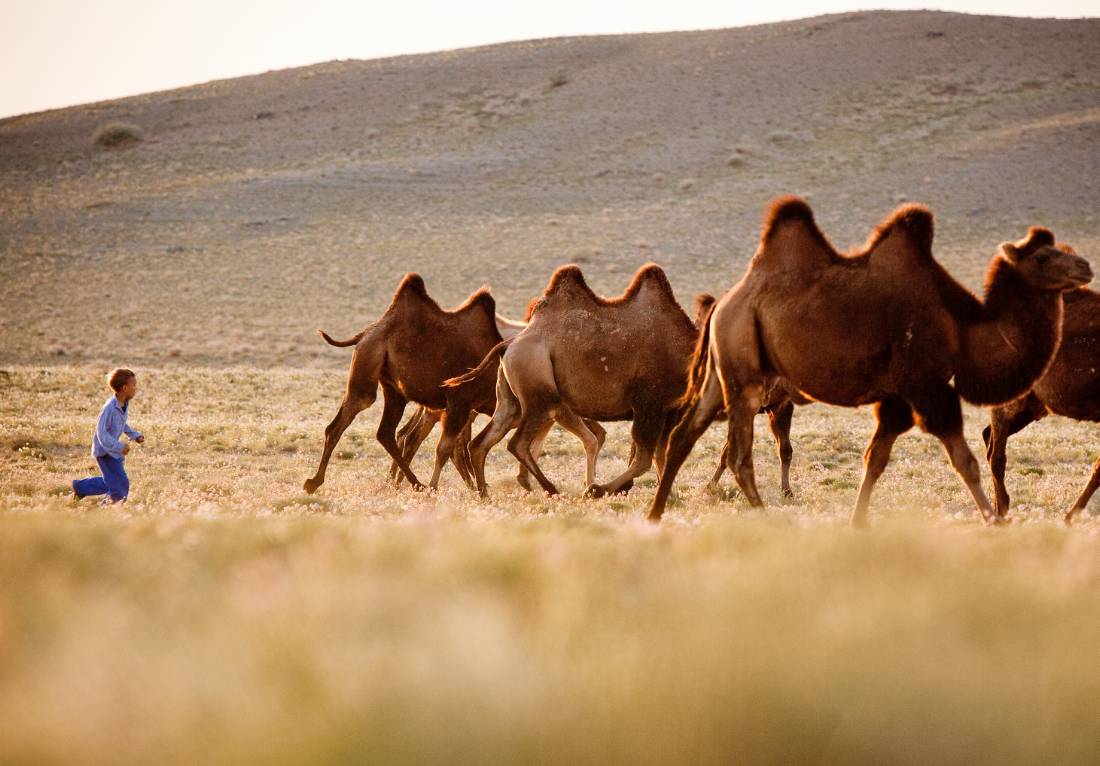 A young Mongolian boy herds Bactrian camels |  <i>Cam Cope</i>