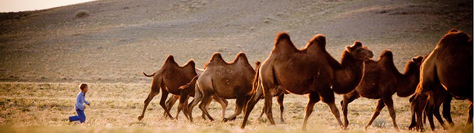 A young Mongolian boy herds Bactrian camels -  Photo: Cam Cope