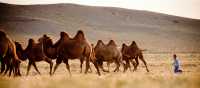 A young Mongolian boy herds Bactrian camels | Cam Cope