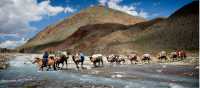 Camel crossing, Mongolia | Cam Cope