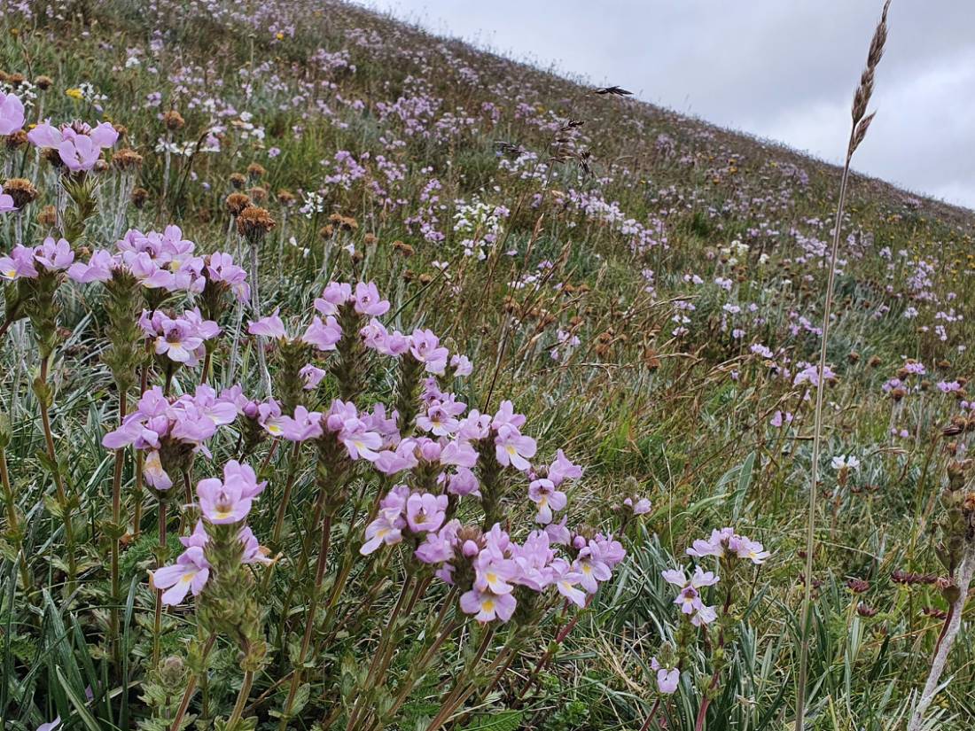 Flowers in the wilderness of Kosciuszko National Park