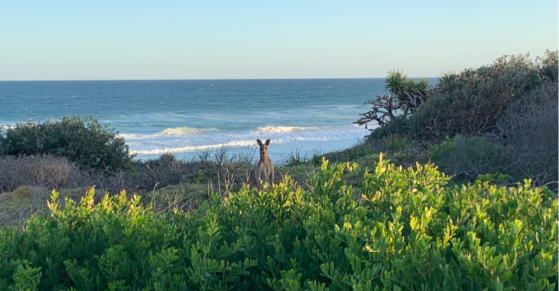 Spot Kangaroos on The Yuraygir Coastal Walk | <i>Clayton Hanlon</i>