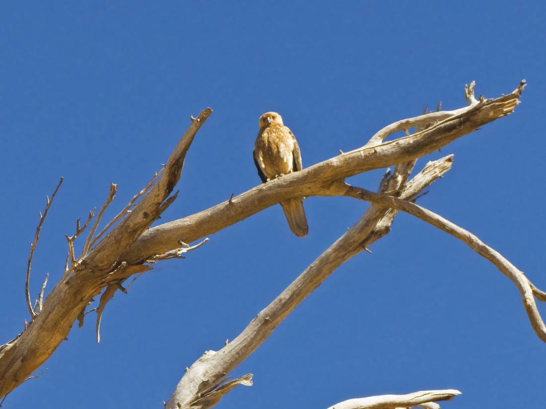 A birds eye view of the Larapinta Trail |  <i>Peter Walton</i>