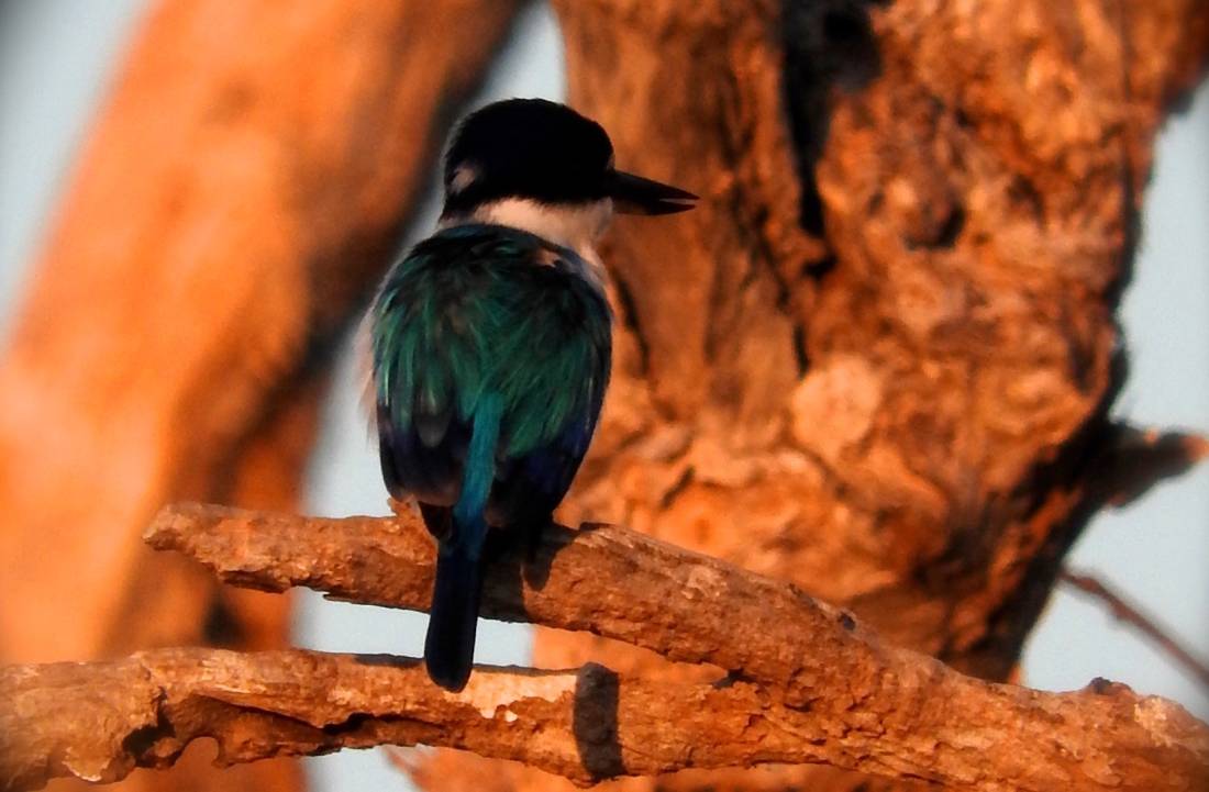 A bird perches on a tree in Kakadu |  <i>Holly Van De Beek</i>
