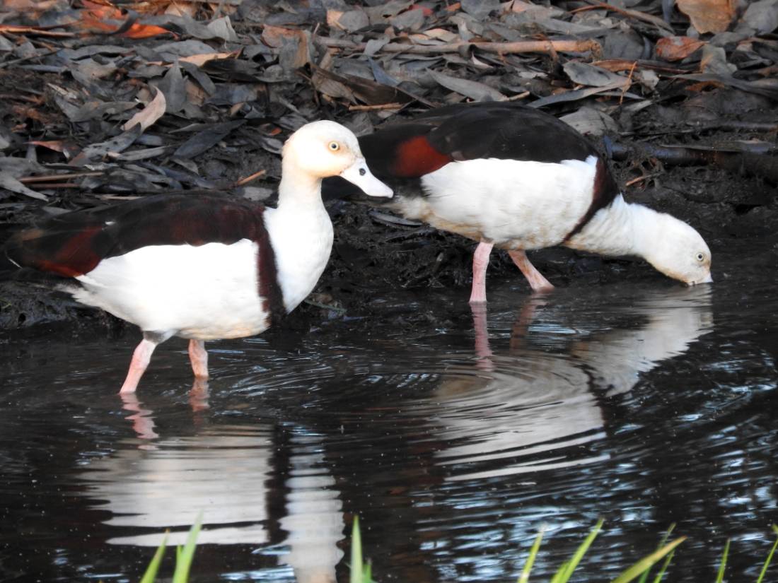 Bird life is abundant in Kakadu |  <i>Holly Van De Beek</i>