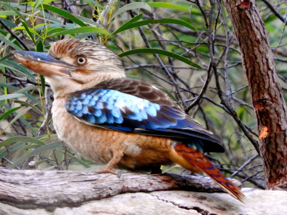 Keep your ears peeled for the raucous calls of Blue-winged Kookaburras |  <i>Holly Van De Beek</i>