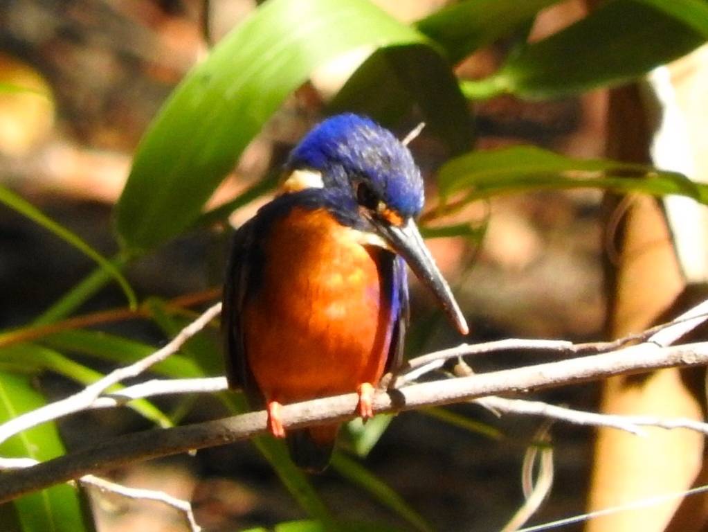 Kakadu is a wonderful area for birdwatchers |  <i>Holly Van De Beek</i>