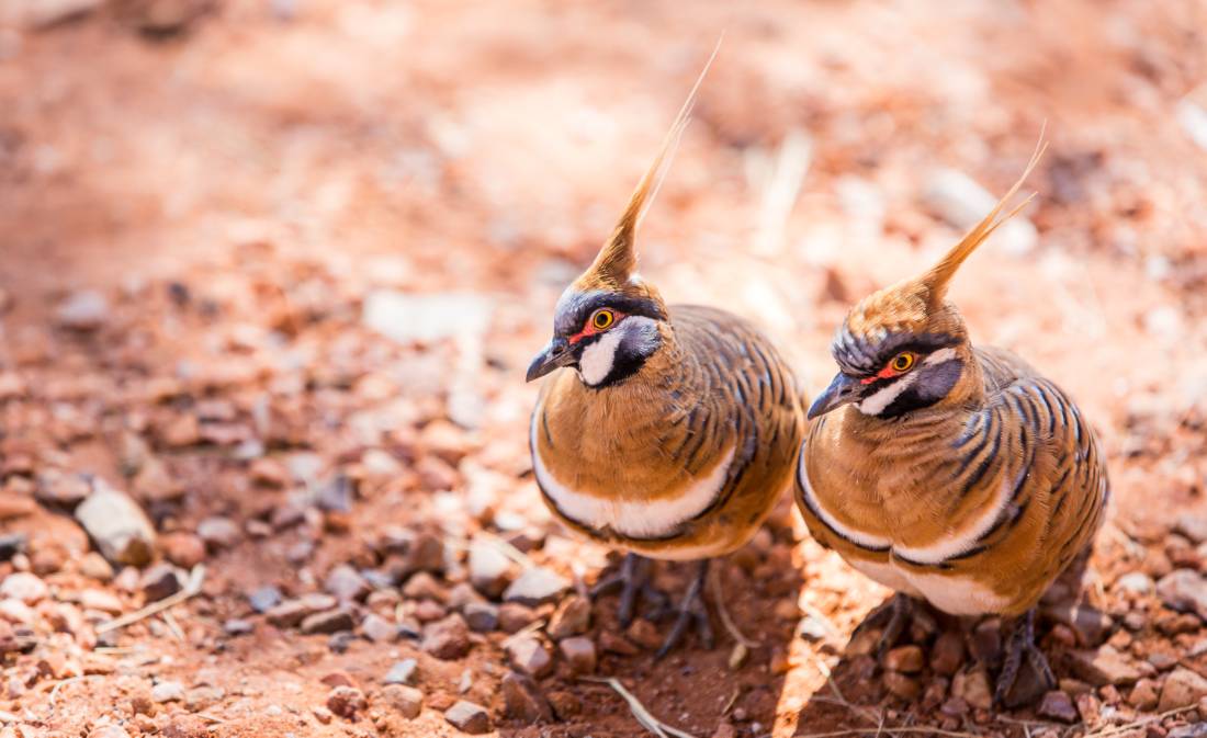 Birds of the outback in the Red Centre are highly specialised species. These are Spinifex Pigeons |  <i>Gavin Yeates</i>
