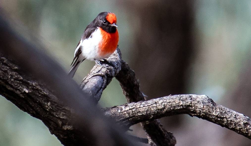 A Red-capped Robin along the Murray River Walk