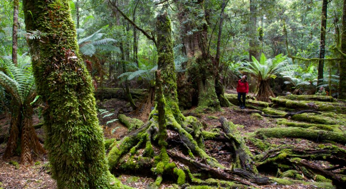 Explore the enchanting and changing moods of the ancient Tarkine Rainforest | <i>Pete Harmsen</i>