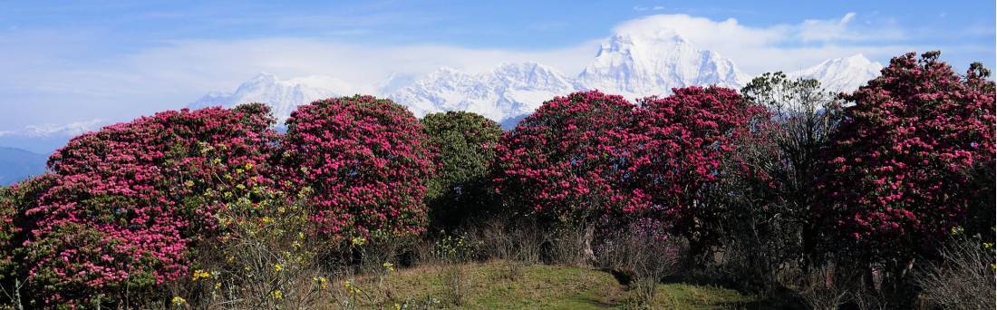 Rhododendron trees in flower in the Himalayan spring