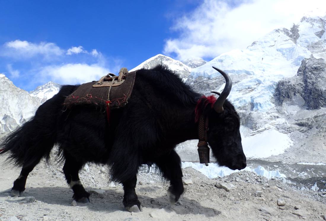 Yak sighting at Everest Base Camp |  <i>Sally Dobromilsky</i>