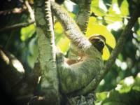 Sloth in Manuel Antonio, Costa Rica |  <i>Sophie Panton</i>