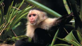 Naturalist guides will ensure we maximise our wildlife spotting opportunities on our Costa Rica Wildlife Explorer. | Alfredo Maiquez