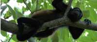 wildlife howler monkey | coast to coast adventures