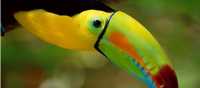 The colourful toucan is an icon of South and Central America
