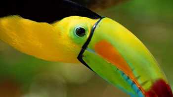 The colourful toucan is an icon of South and Central America