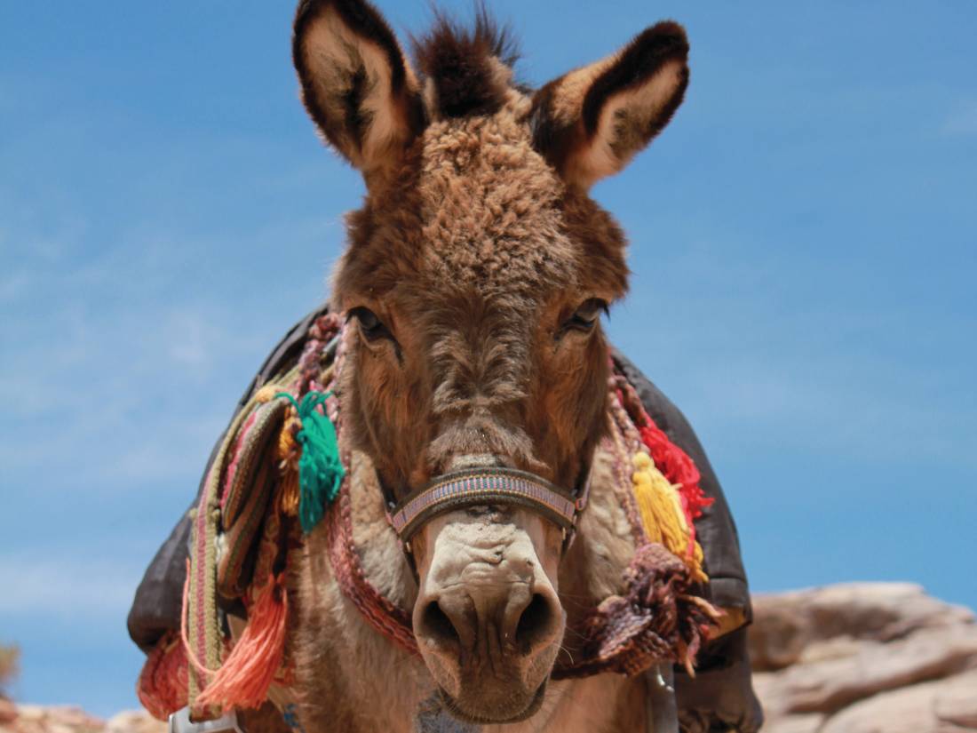 A donkey at Petra |  <i>Rachel Imber</i>