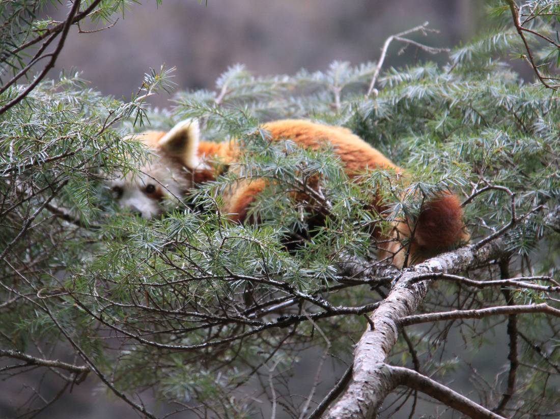 The elusive Red Panda spotted on trek along the Great Himalaya Trail |  <i>Ken Harris</i>