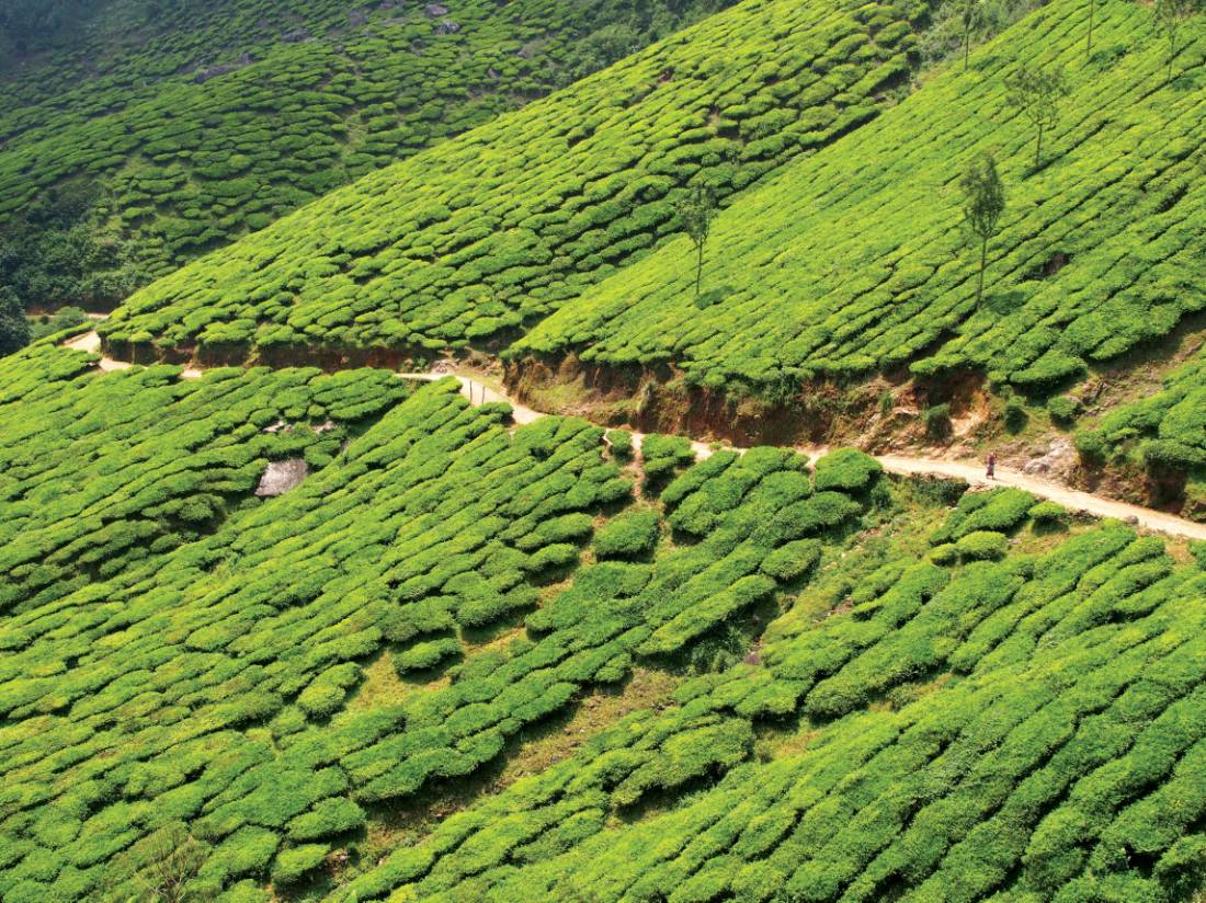 Tea plantations of Meesapulimala |  <i>Scott Pinnegar</i>