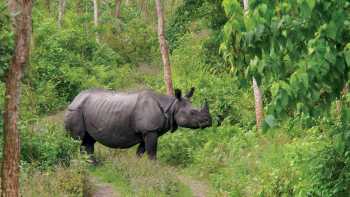 Viewing the majestic Asiatic Rhino in its natural habitats | Zac Kostos