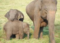 Wild elephants in Kaudulla National Park, Sri Lanka |  <i>Scott Pinnegar</i>