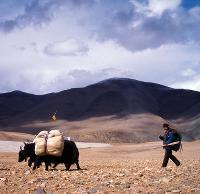 A yak herder and his yaks make their way through fields in Tibet -  Photo: Jamie Williams