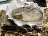 You'll learn from the locals how to shuck an oyster straight off the rack on your Tastes of Tasmania tour with Peter Kuruvita |  <i>Peter Kuruvita</i>