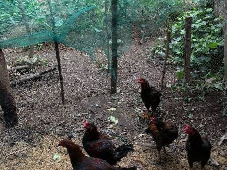 The chickens