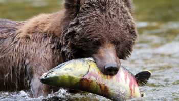 Grizzly Bear enjoying a juicy salmon for dinner | Tom Rivest