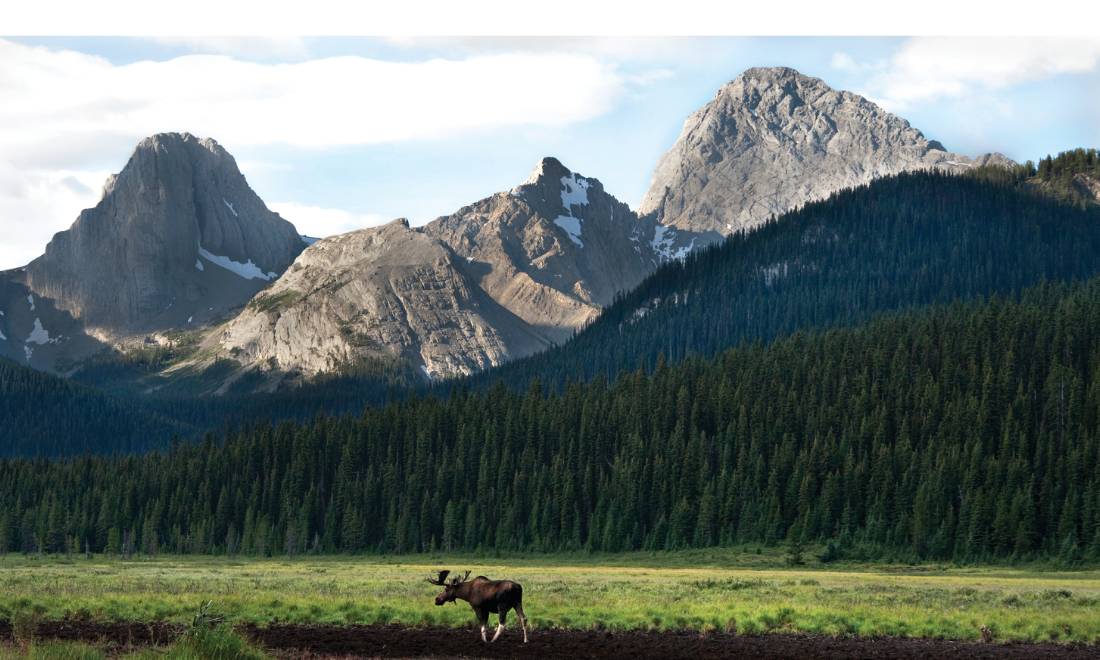 Bull moose in Kananaskis, Alberta |  <i>Travel Alberta</i>