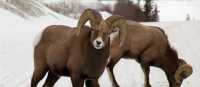 Bighorn sheep | Tourism Jasper
