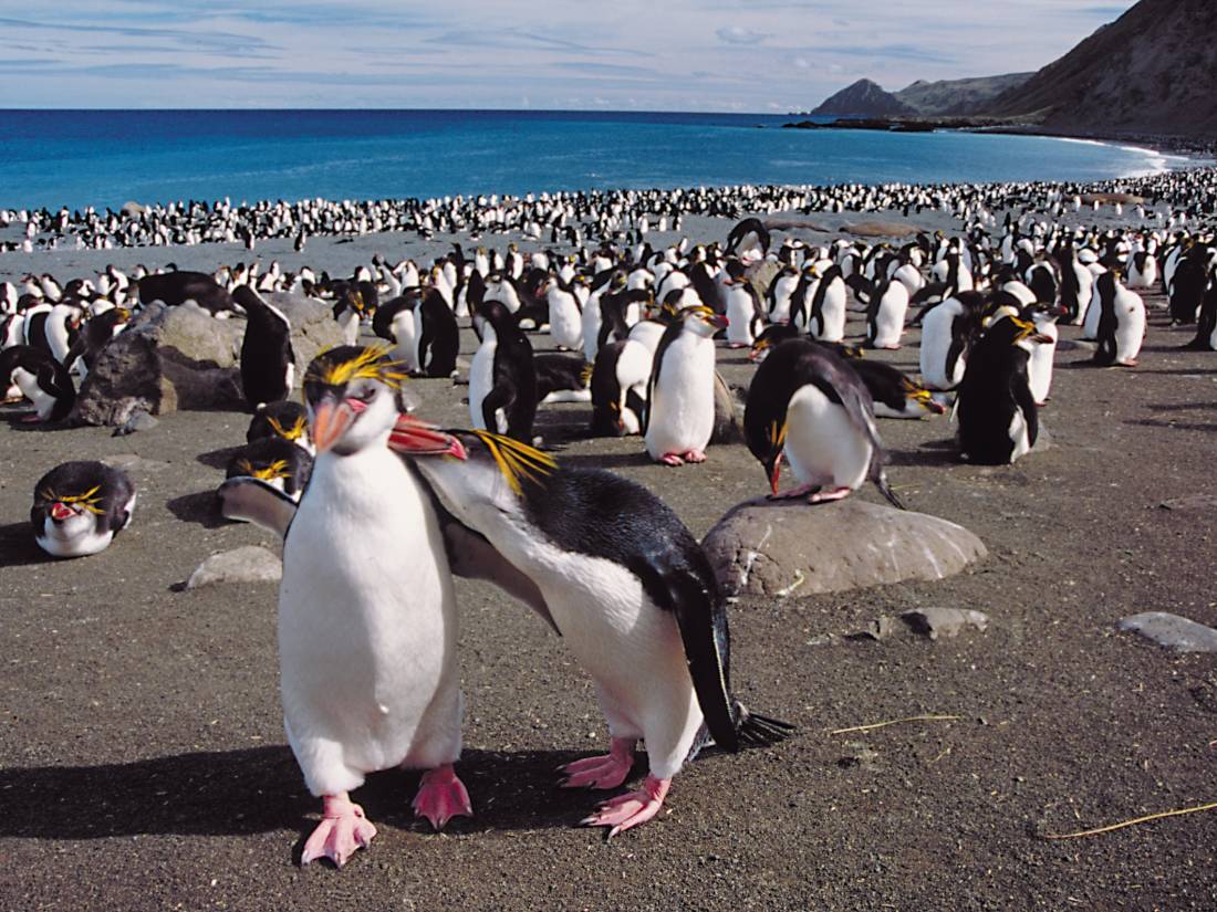 A penguin rookery in Antarctica |  <i>Kieren Lawton</i>
