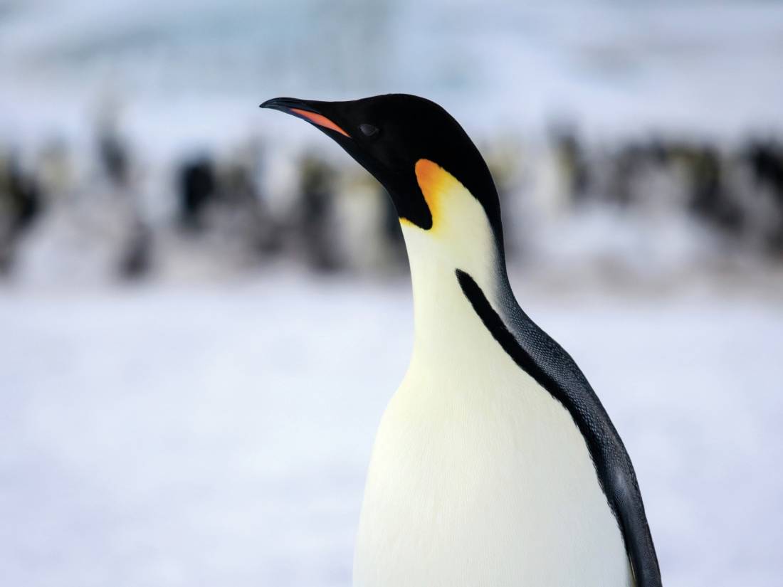 Majestic Emperor Penguin |  <i>Kyle Super</i>
