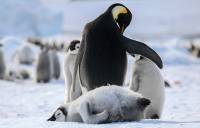 Emperor penguin and chicks in Antarctica |  <i>Kyle Super</i>