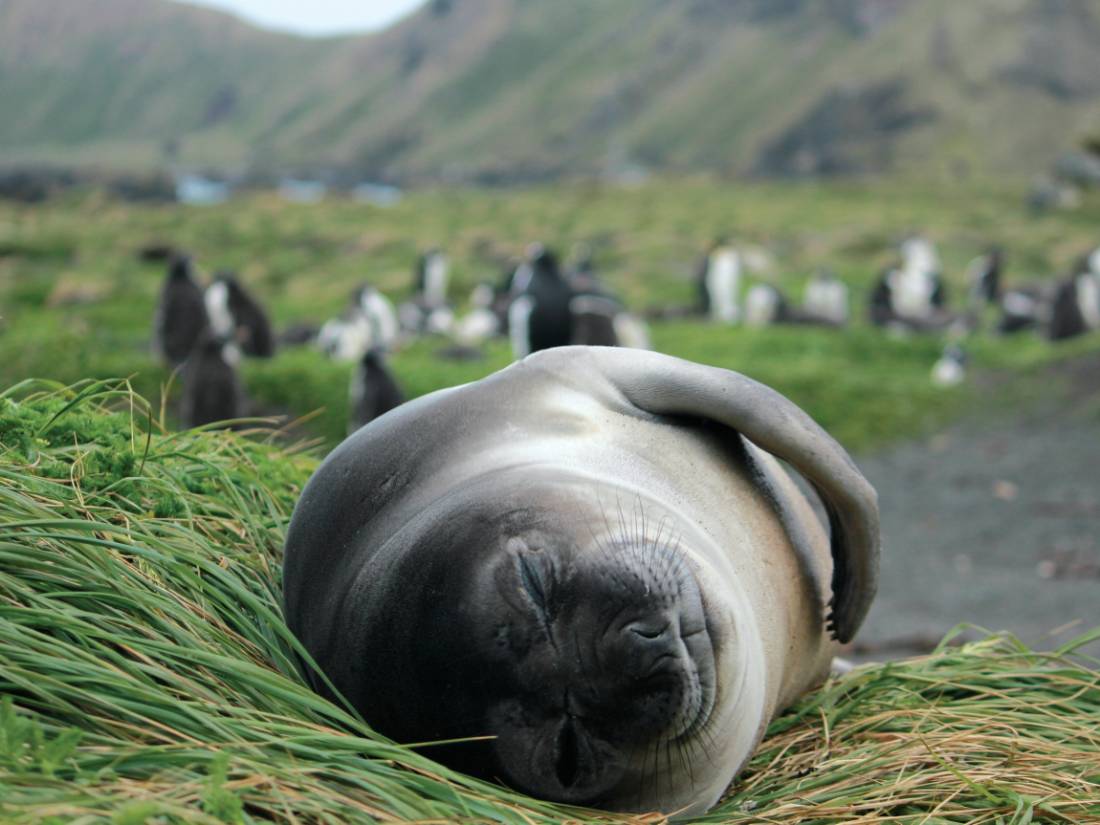 Sleepy elephant seal pup lounging in the grass |  <i>Rachel Imber</i>