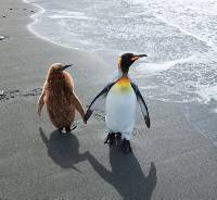 King penguin and her baby in South Georgia |  <i>Peter Walton</i>