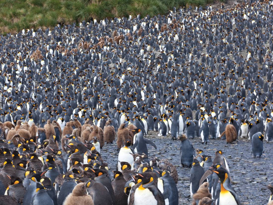 King penguins adorn in thousands, South Georgia |  <i>Peter Walton</i>