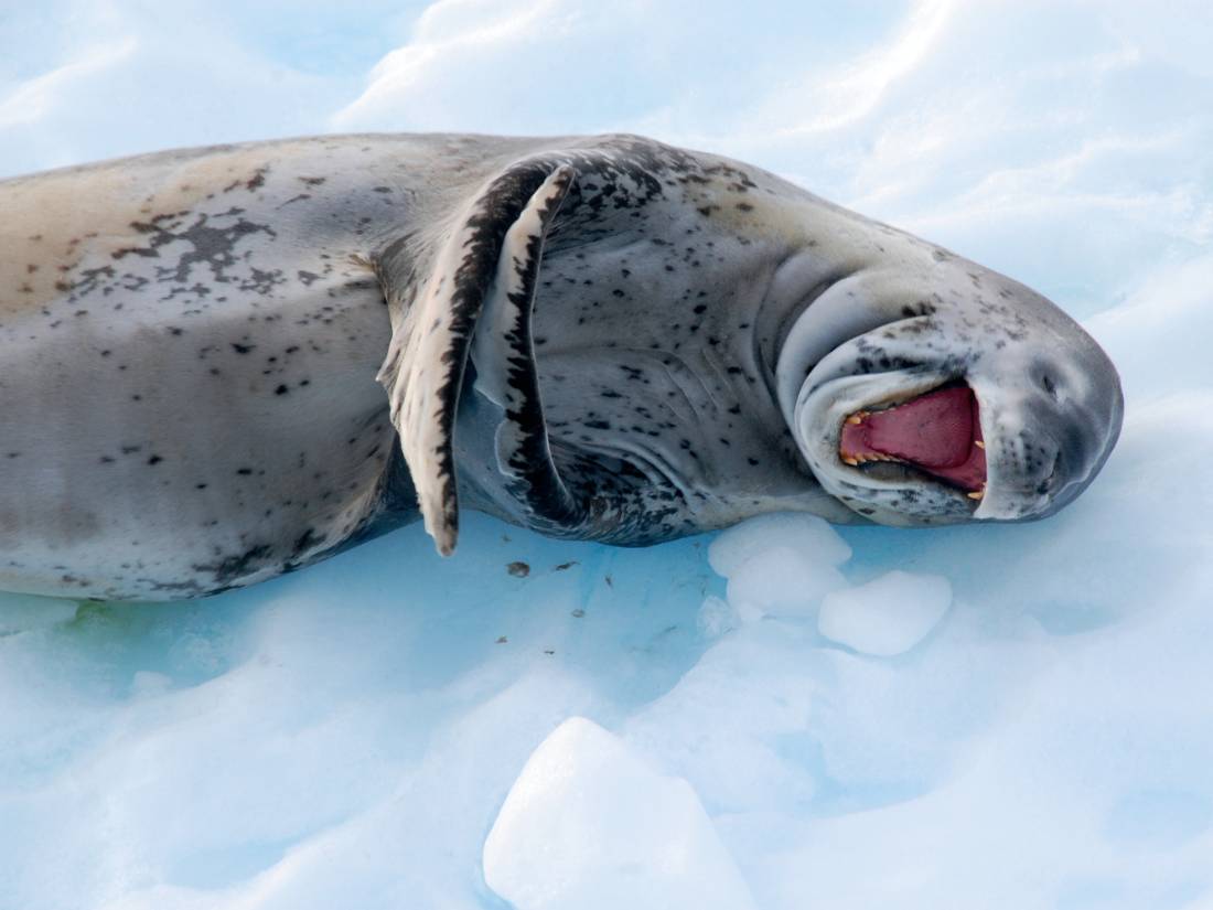 A leopard seal sees the funny side of life! |  <i>Eve Ollington</i>